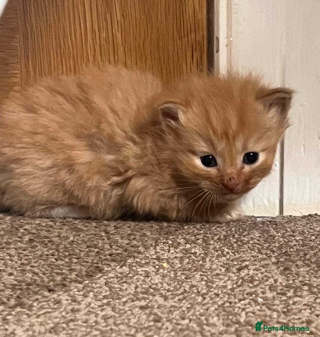 Mixed Breed cats for sale: Half Ragdoll Kittens - Image 4