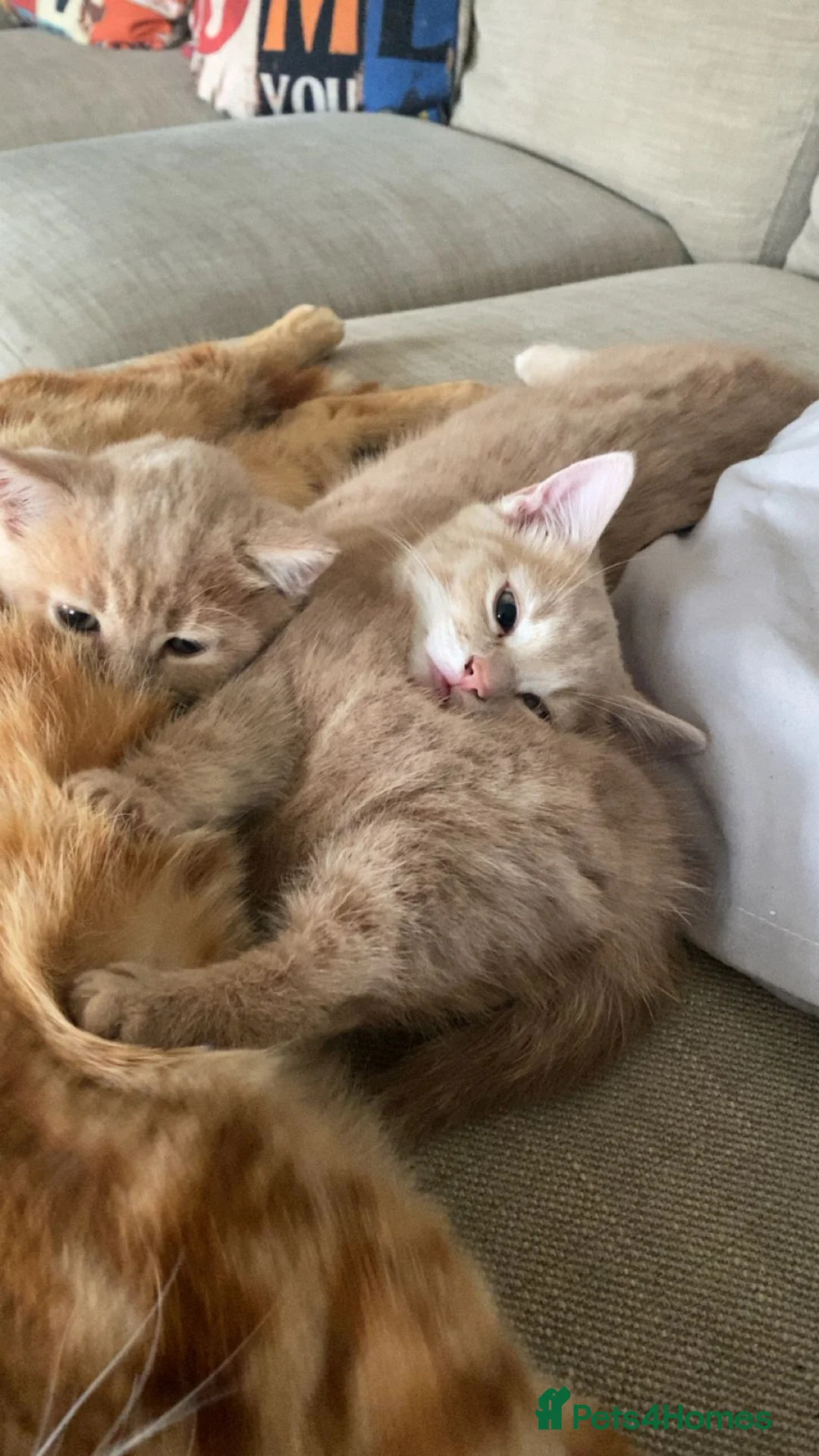 Domestic Shorthair cats for sale: 2 adorable mink ragdoll cross girls - Advert 6