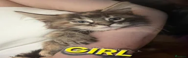 Maine Coon Kitten 3