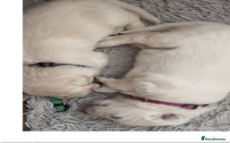 German Shepherd dogs for sale: PHENOMENAL LITTER OF WHITE LONG HAIRED GSD PUPS☘️ - Image 27