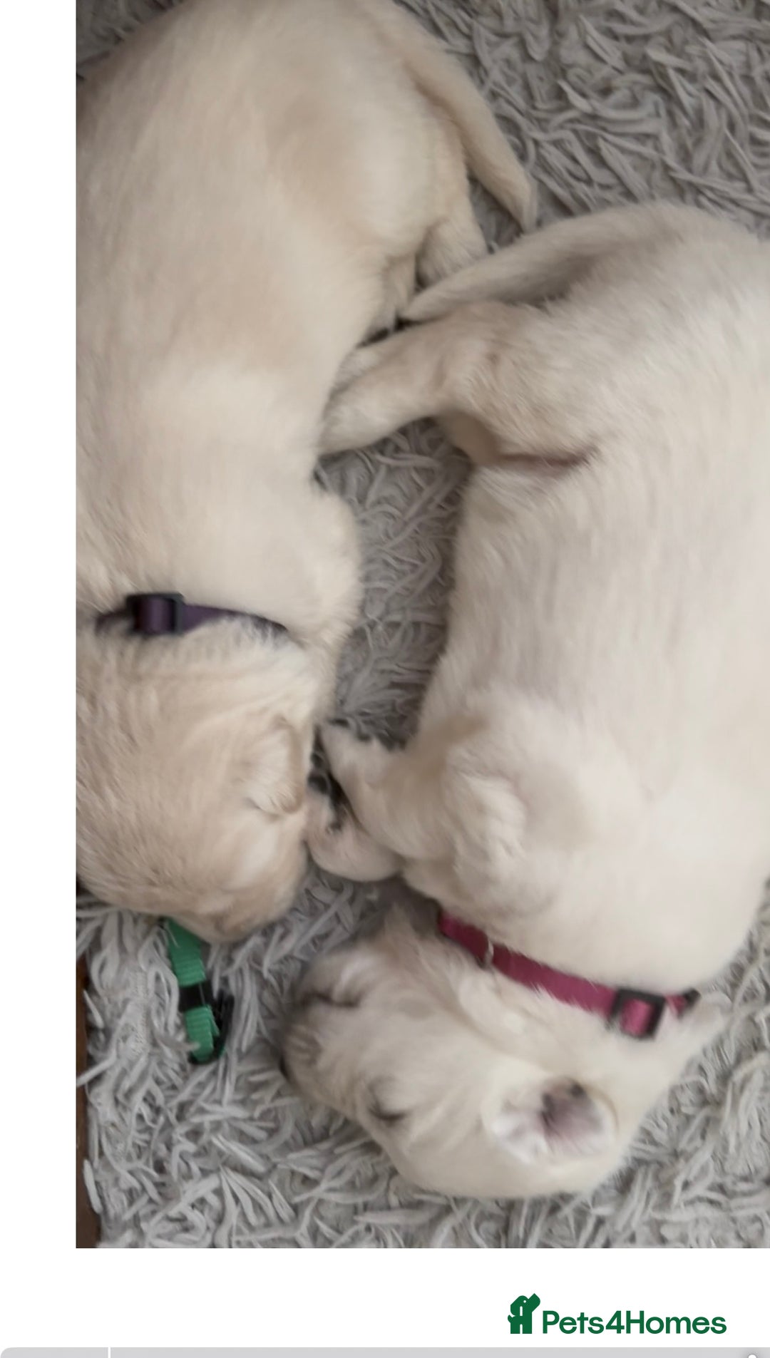 German Shepherd dogs for sale: PHENOMENAL LITTER OF WHITE LONG HAIRED GSD PUPS☘️ - Image 27