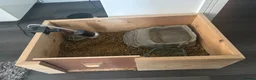 Tortoise reptiles for sale: Hermann Tortoise Female 9 years old with house  in Southampton - Advert 2
