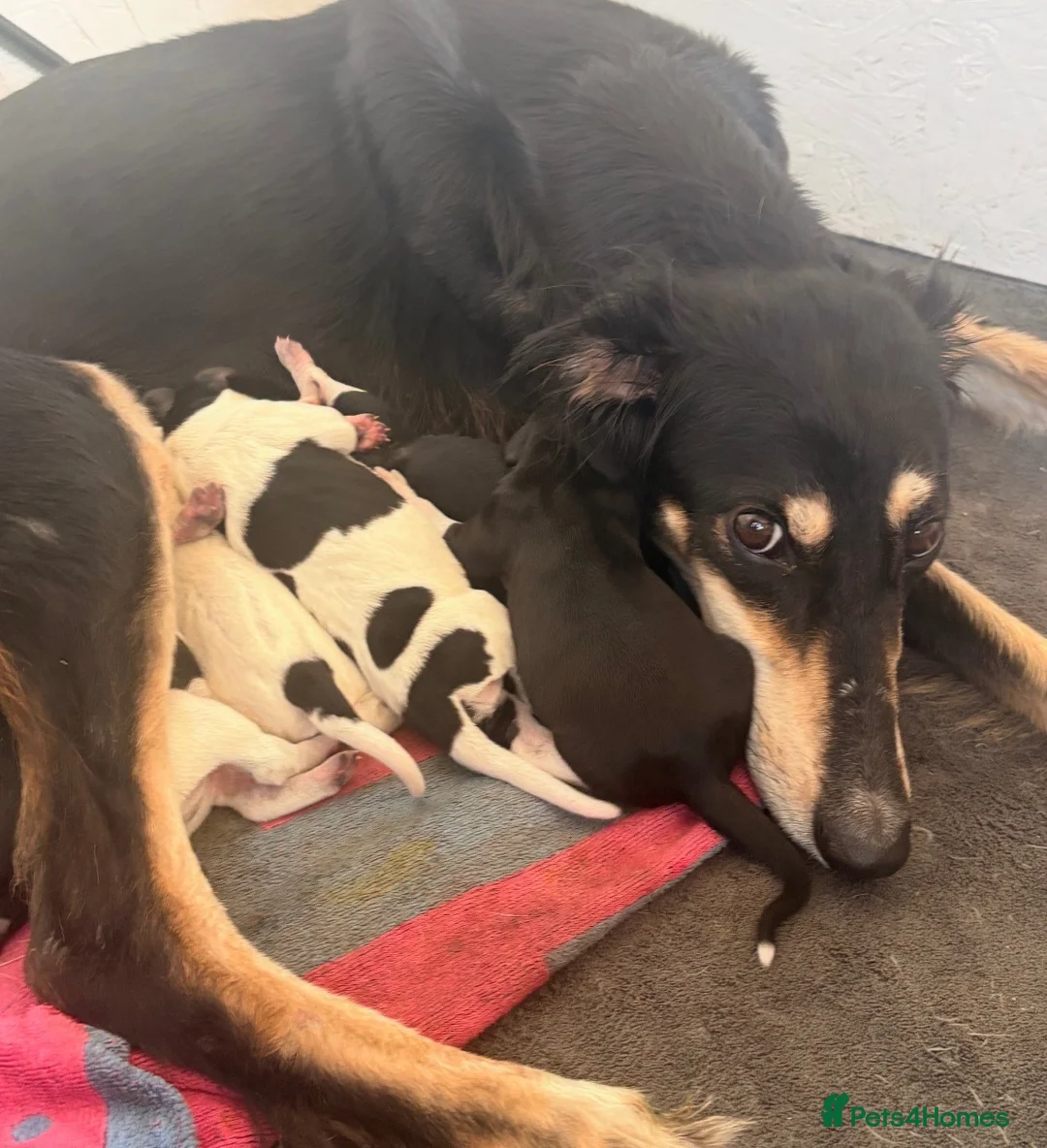 German Shorthaired Pointer dogs for sale: 🐾 **EXCEPTIONAL F1 SALUKI × GSP  PUPPIES** 🐾 - Advert 11