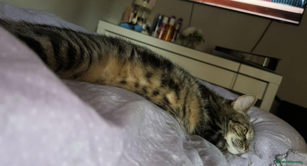 Mixed Breed cats for sale: Bengal/Russian Blue mix Bella - Image 2