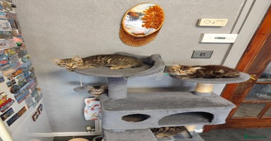 Mixed Breed cats - Advert 12
