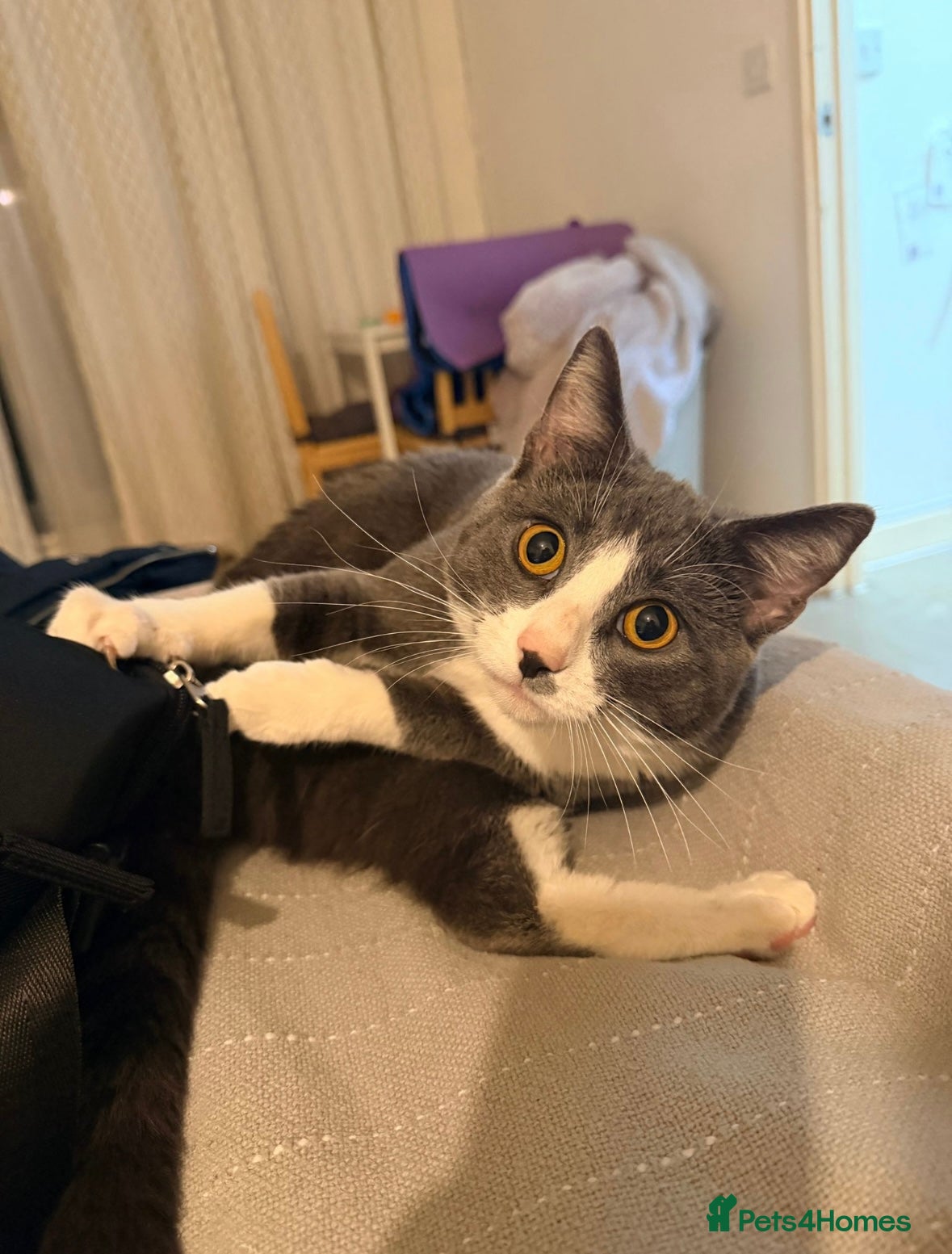 Mixed Breed cats 1 Year Old Grey & White Cat – Friendly & Loving - Advert 2