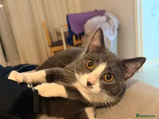 Mixed Breed cats 1 Year Old Grey & White Cat – Friendly & Loving - Advert 2