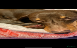 Miniature Dachshund dogs for stud: KC Registered Miniature Smooth Haired Stud - Image 10