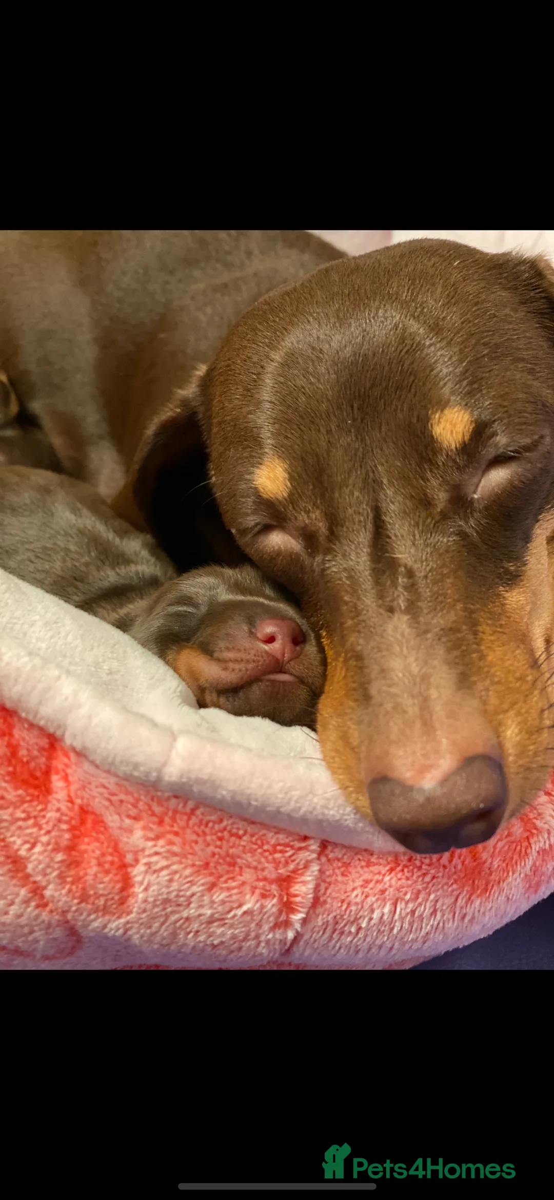 Miniature Dachshund dogs for stud: KC Registered Miniature Smooth Haired Stud - Advert 10