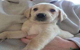 Labrador Retriever dogs for sale: Labrador puppies - Image 4