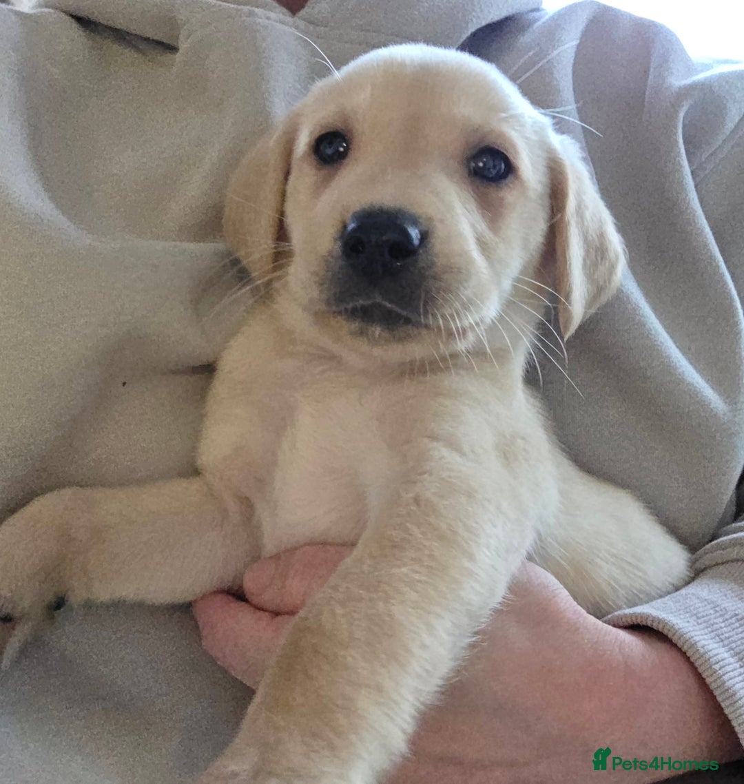 Labrador Retriever dogs for sale: Labrador puppies - Image 4