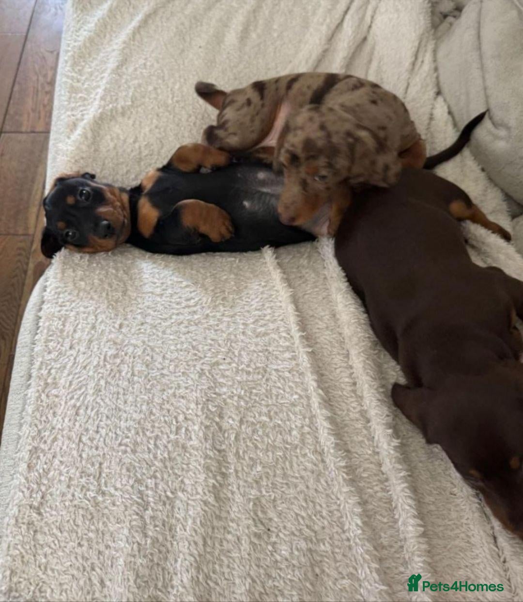 Miniature Dachshund dogs Beautiful Miniature Dachshund puppies - Advert 1