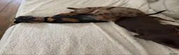 Miniature Dachshund dogs for sale: Beautiful Miniature Dachshund puppies in Norwich - Advert 2