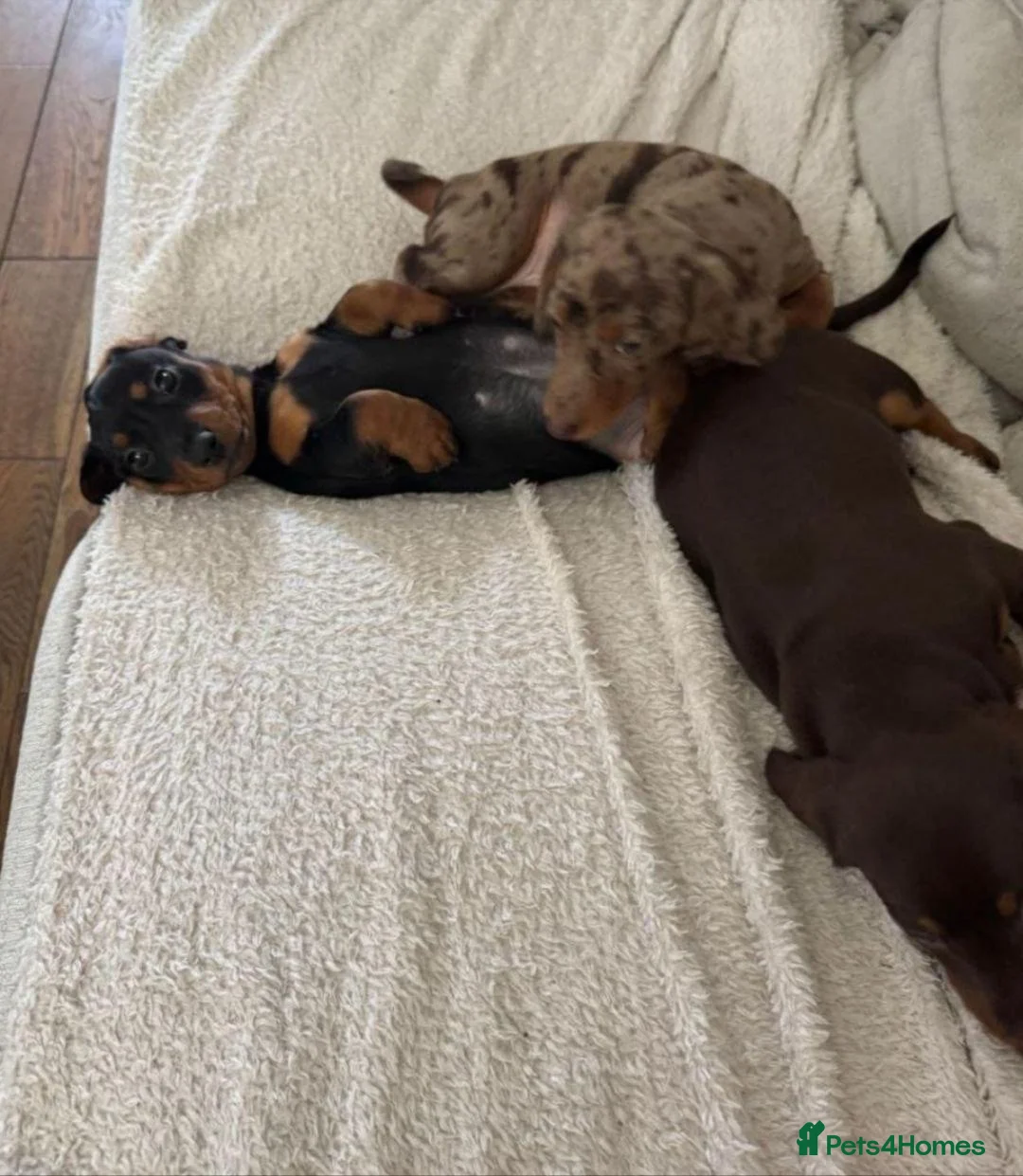 Miniature Dachshund dogs for sale: Beautiful Miniature Dachshund puppies in Norwich - Advert 2