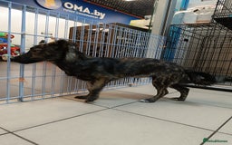 Mixed Breed dogs for adoption: 💖🐶 PRADA 🐶💖 - Image 6