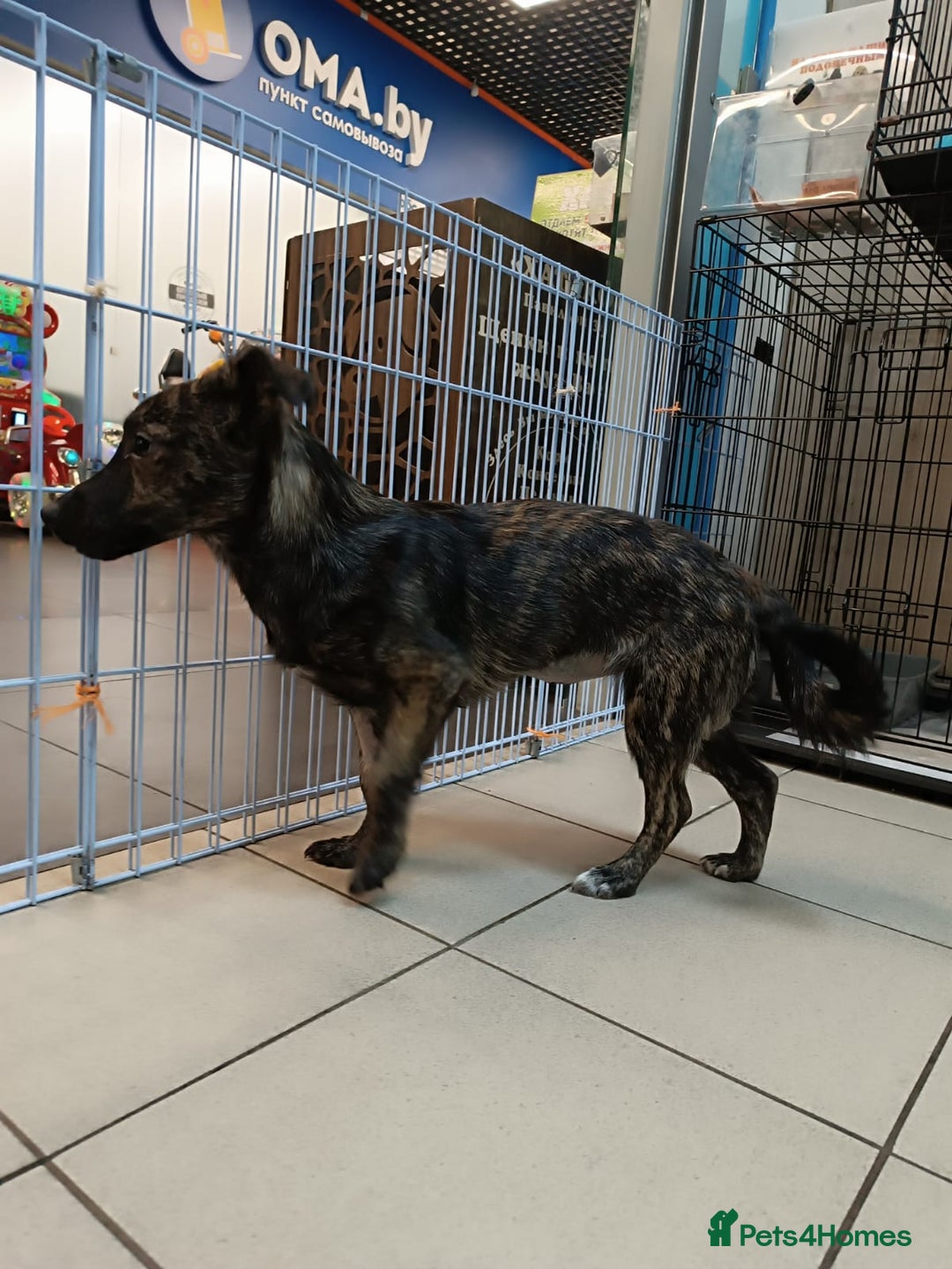 Mixed Breed dogs for adoption: 💖🐶 PRADA 🐶💖 - Image 6