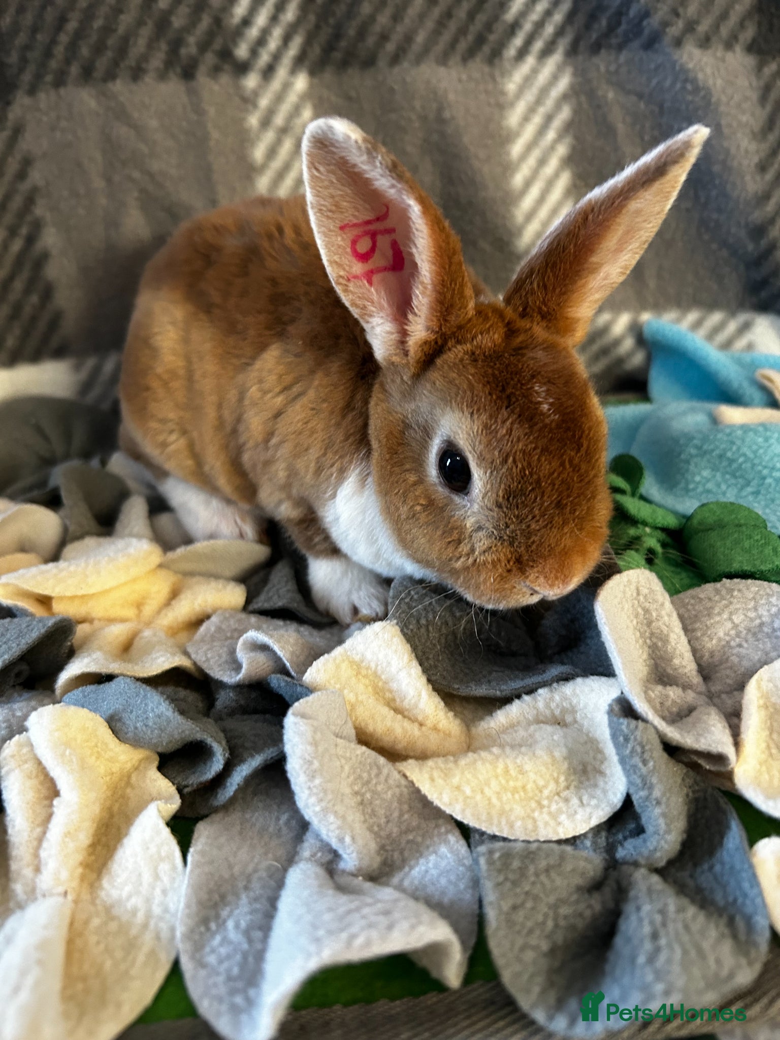 Mixed Breed rabbits Adorable baby rabbits ready to reserve now - Advert 16