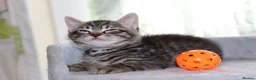 Mixed Breed cats for sale: Adorable Tabby Kittens - Advert 17