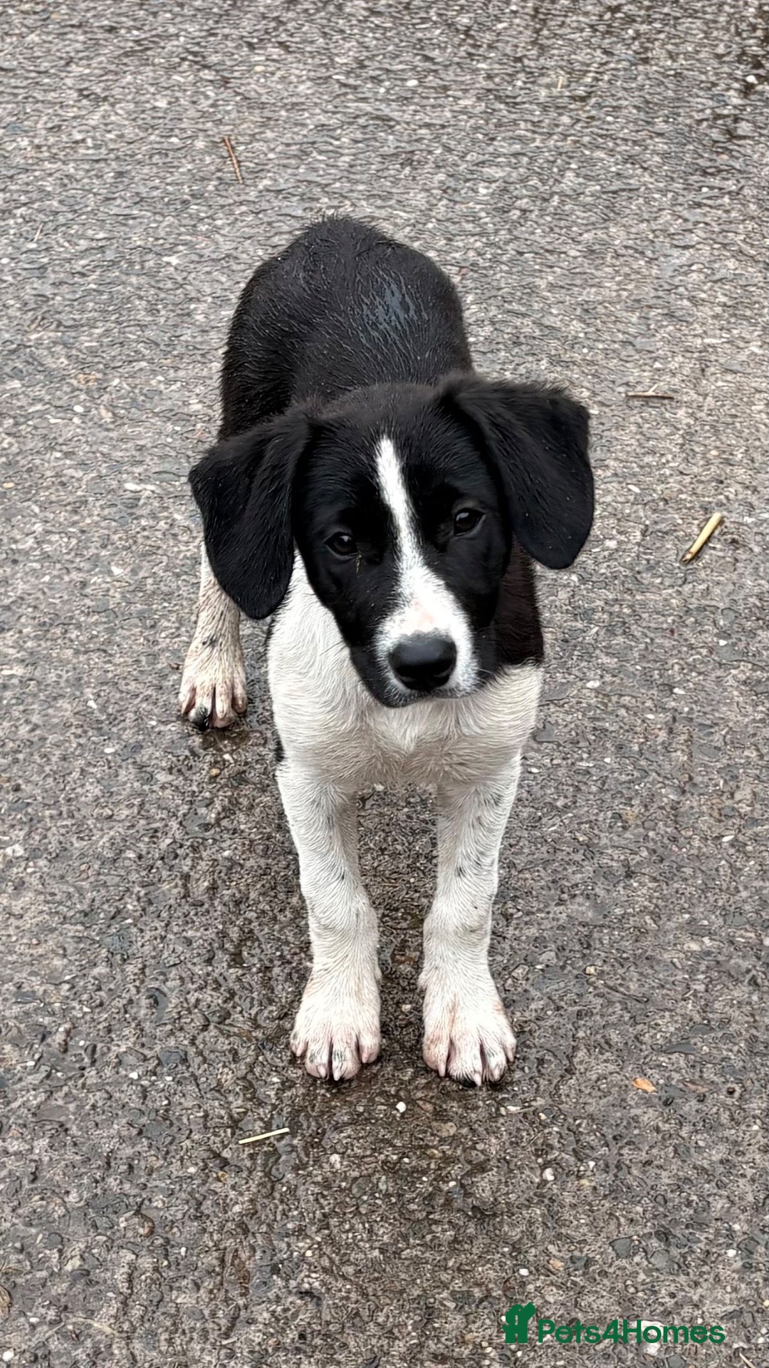 Mixed Breed dogs Collie x - Advert 3