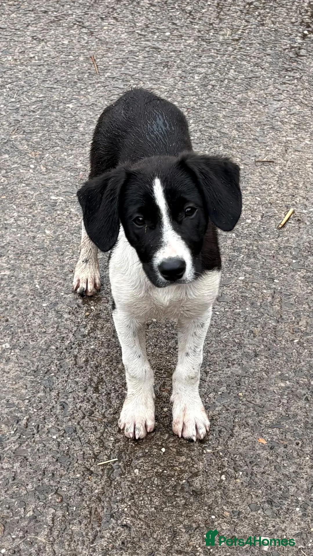 Mixed Breed dogs for sale: Collie x - Advert 1