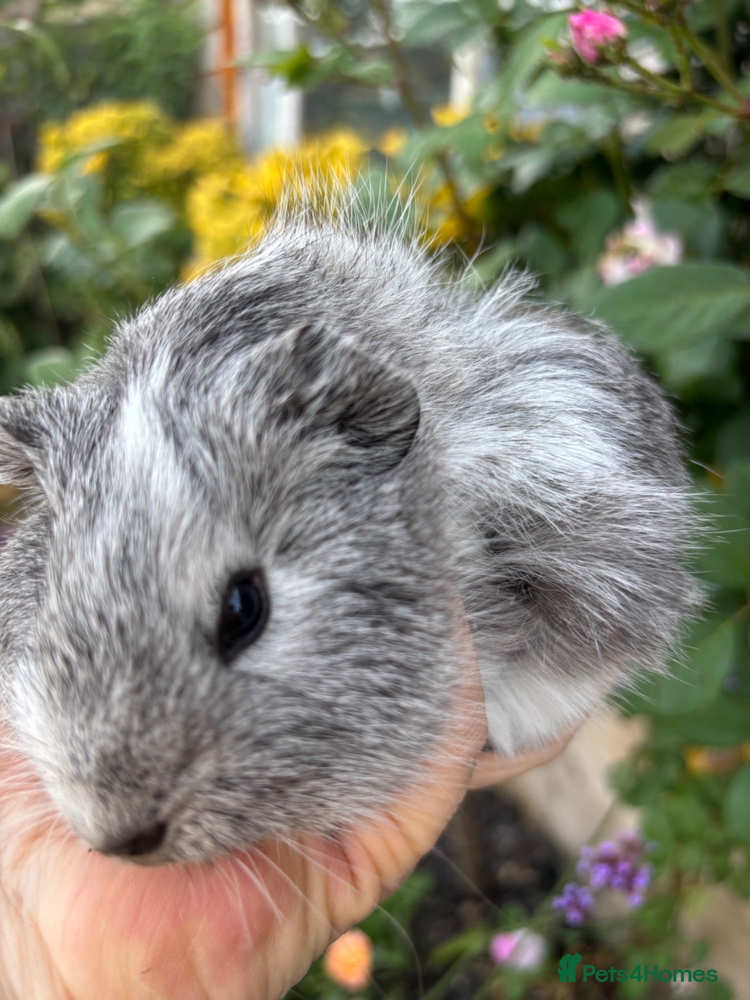 Guinea Pig rodents Gorgeous baby Guinea pigs for sale - Advert 9