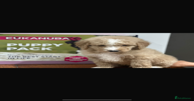 Mixed Breed dogs F1B SAINTBERNADOODLE NOVA 1295 B/W GIRL - Advert 8