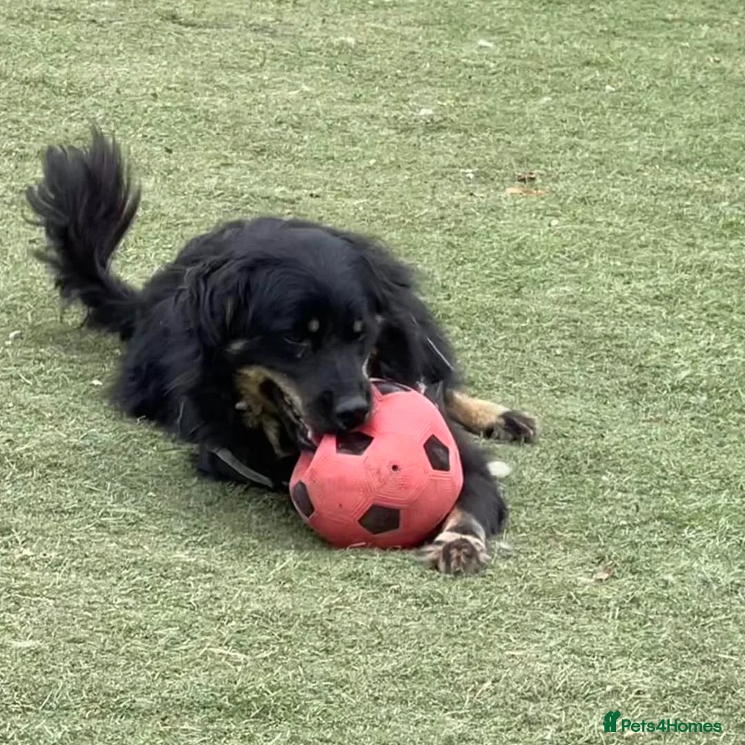 Mixed Breed dogs for adoption: ALEXANDER in Ashford - Advert 9