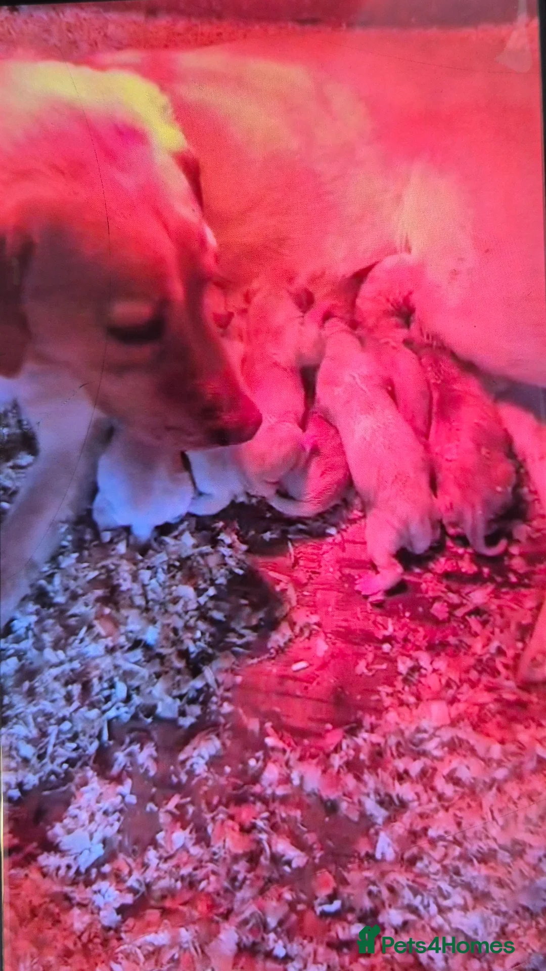 Goldador dogs for sale: Golden retriever / labrador retrieval puppies  - Advert 11