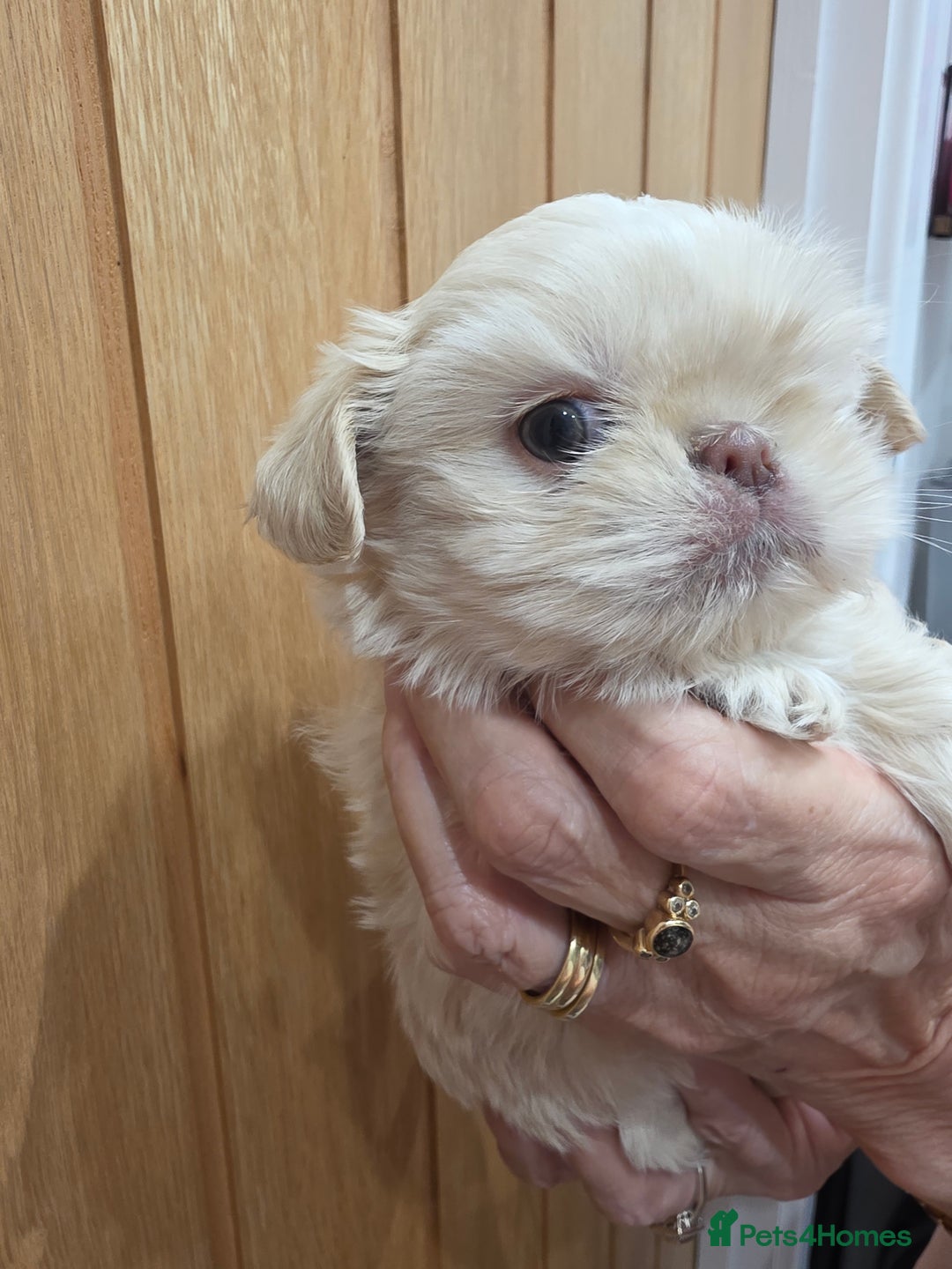 Shih Tzu dogs for sale: 3 stunning imperial karashishi shihtzu  - Advert 6