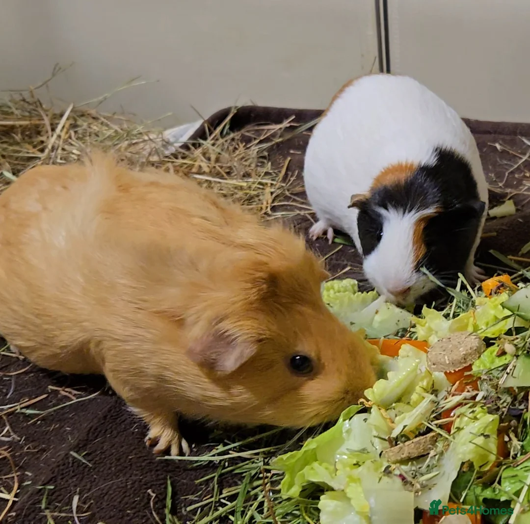 Guinea Pig rodents for sale: Two lovely sisters for rehome - Advert 2
