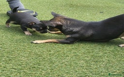 Chihuahua dogs for sale: 2 beautiful boys for sale  in Loughborough - Image 13