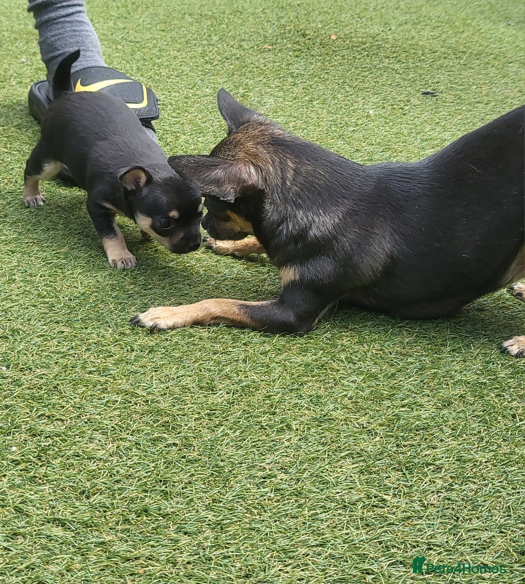 Chihuahua dogs for sale: 2 beautiful boys for sale  in Loughborough - Image 13