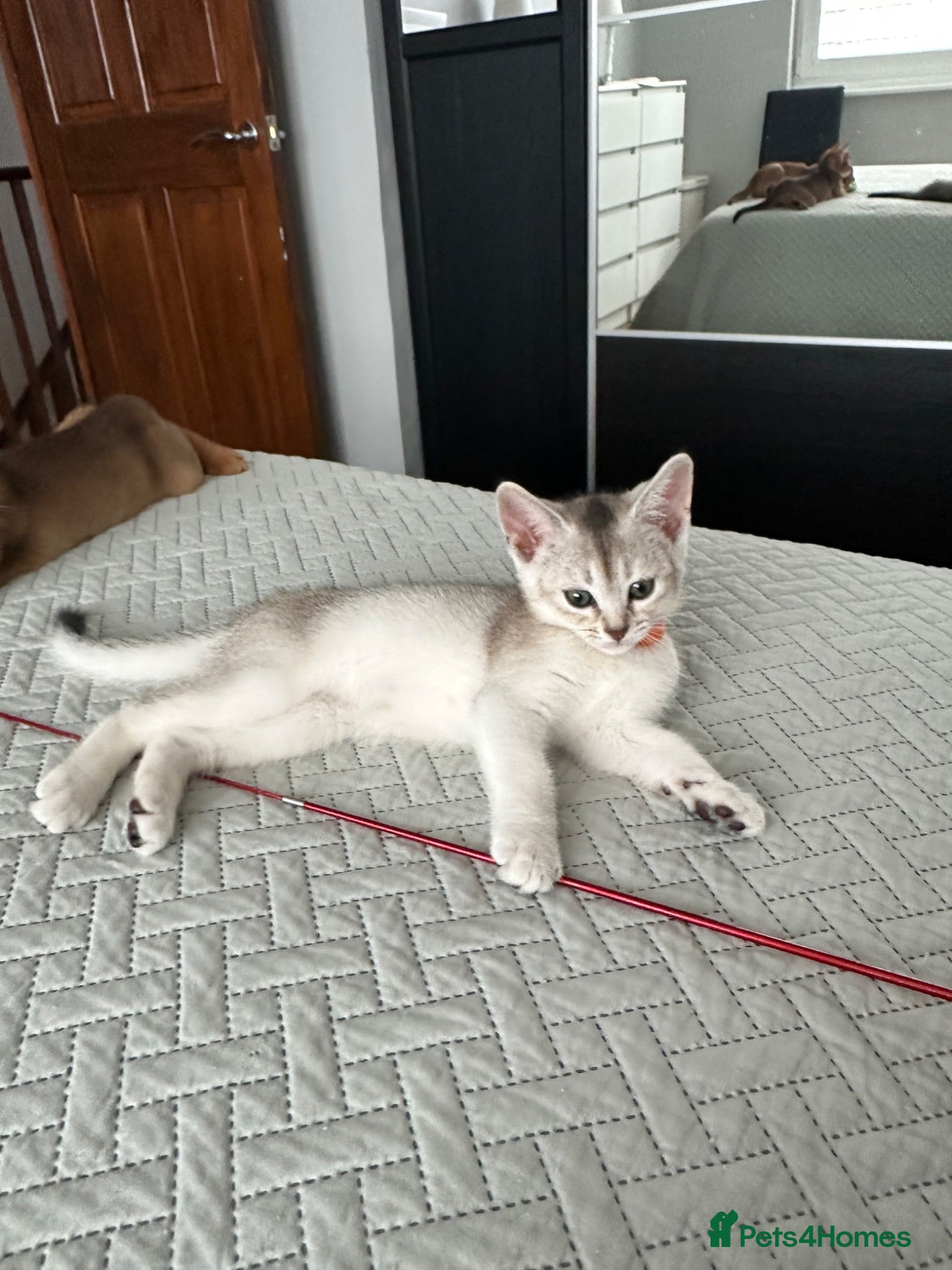 Abyssinian cats Silver Abyssinian kittens  - Advert 7