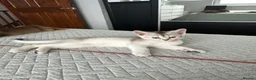 Abyssinian cats for sale: Silver Abyssinian kittens  - Advert 24