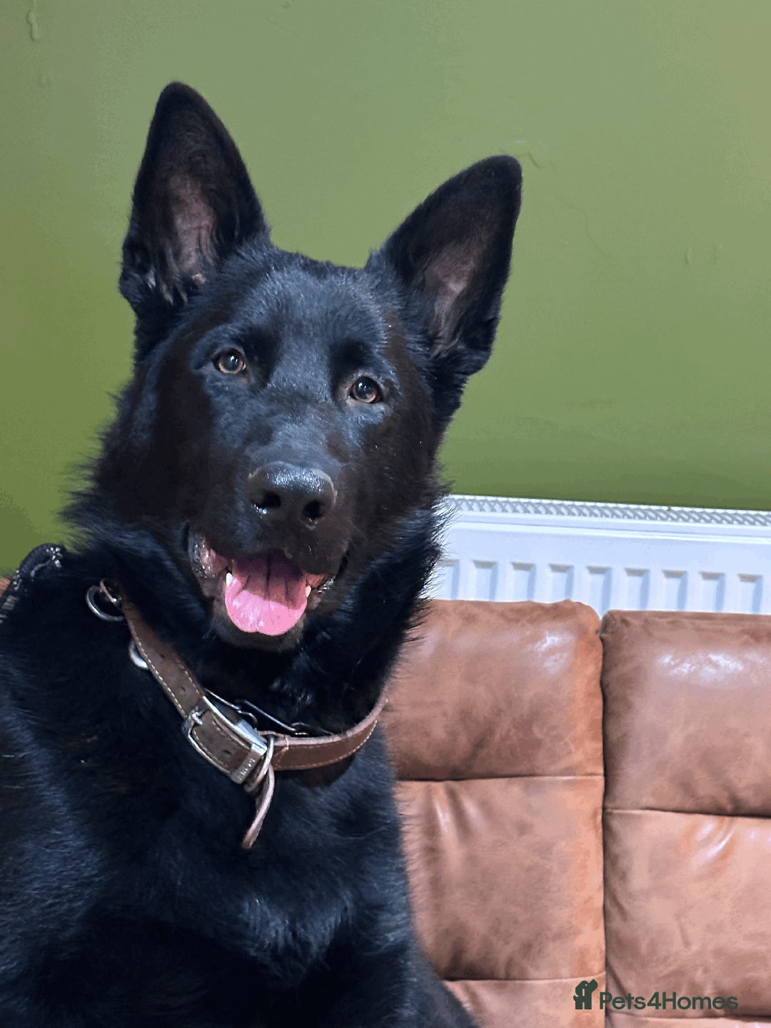 German Shepherd dogs for sale: FIVE EXCLUSIVE GSD PUPS, HOME RARED AND BRED. - Advert 17