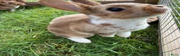 Rex rabbits for sale: Purebred Mini Rex (None until May) - Advert 2