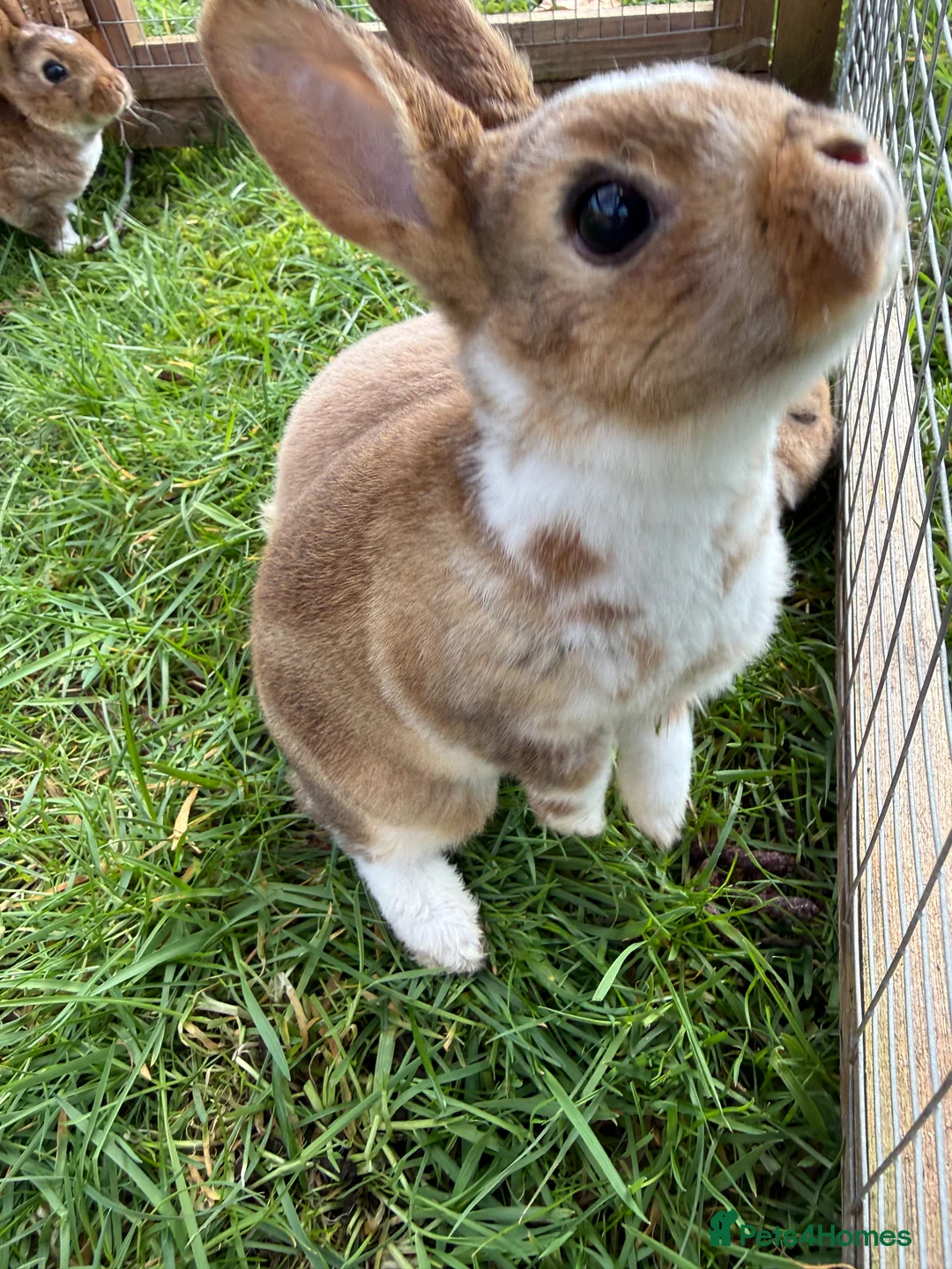 Rex rabbits for sale: Purebred Mini Rex (None until May) - Advert 2