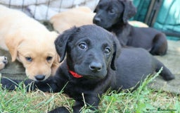 Labrador Retriever dogs for sale: Fox red & black Labrador puppies for sale  - Image 8