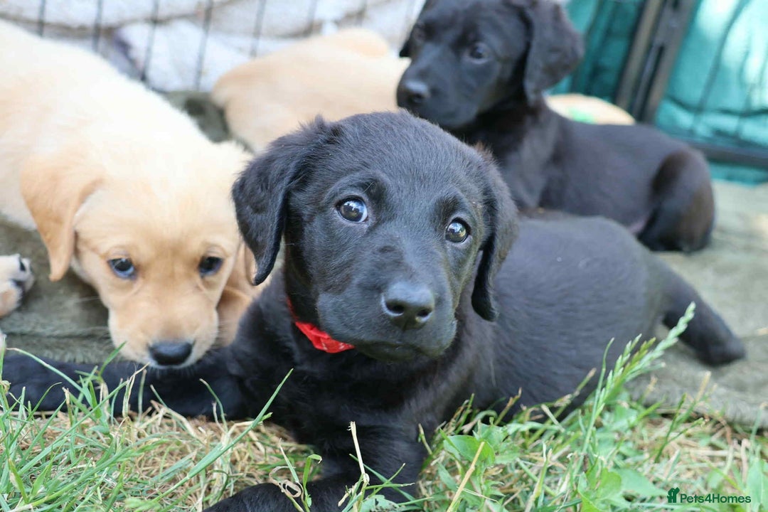 Labrador Retriever dogs for sale: Fox red & black Labrador puppies for sale  - Image 8