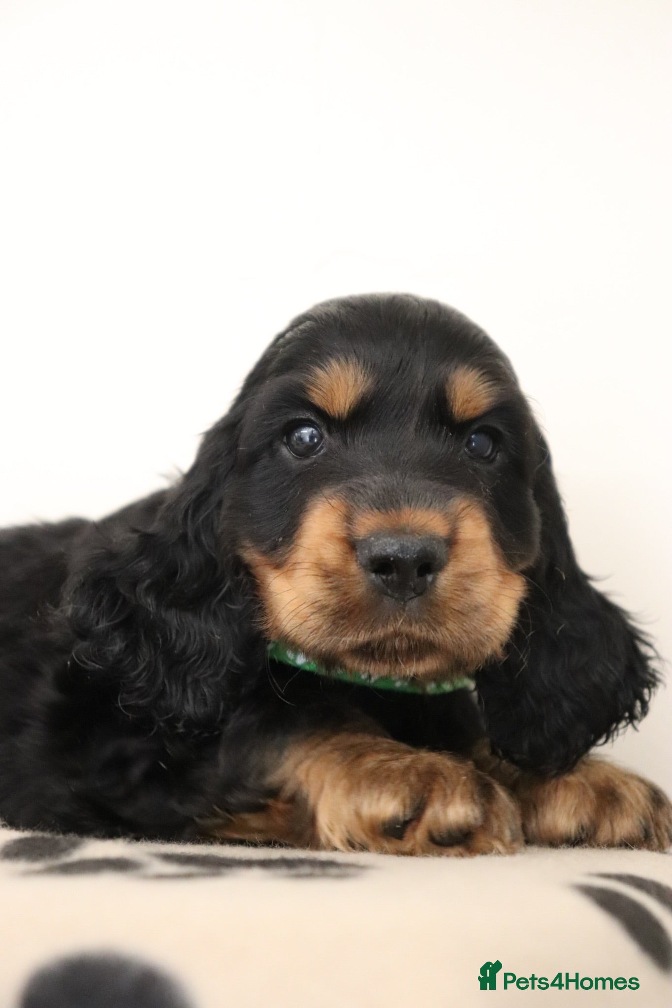 Cocker Spaniel dogs Show cocker spaniels  - Advert 2