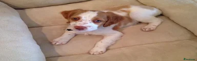 Brittany Spaniel 1