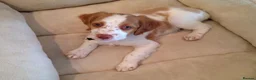 Brittany Spaniel dogs for sale: A Noble Breed with a Loving Heart-Brittany Spaniel in Bournemouth - Advert 10