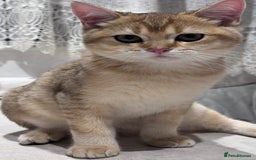 British Shorthair cats for sale: BSH GCCF Girl and Boy NY 12 GOLDEN BLACK SHEDDED  in Basildon - Image 15