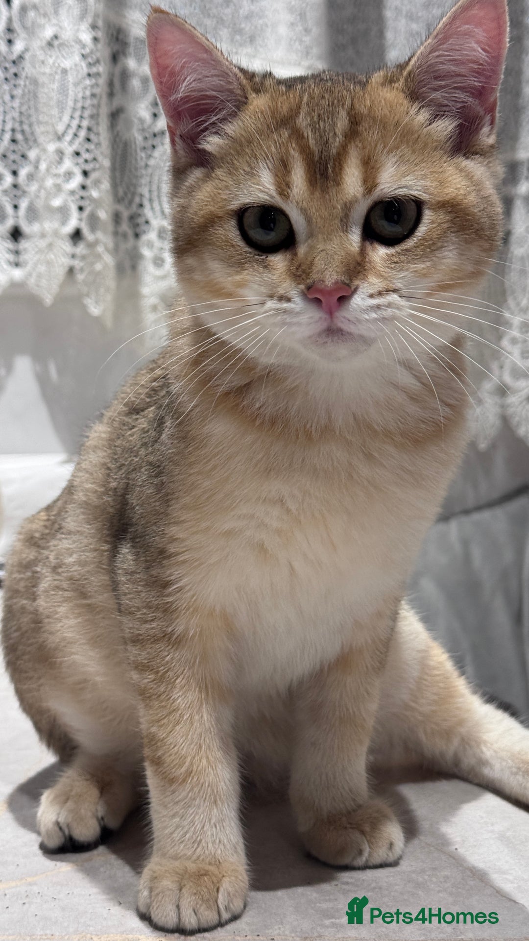 British Shorthair cats for sale: BSH GCCF Girl and Boy NY 12 GOLDEN BLACK SHEDDED  in Basildon - Image 15