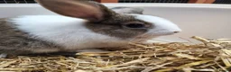 Mixed Breed rabbits for sale: 10 week old bunnies for sale - Advert 6