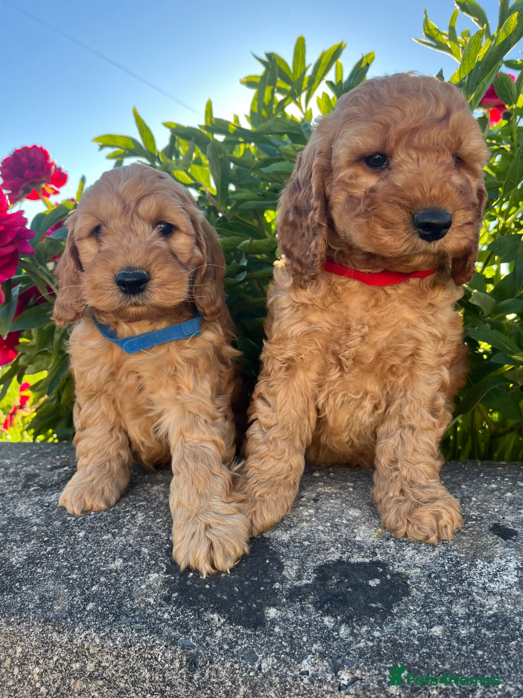 Cockapoo dogs for sale: Stunning cockapoo puppies  - Advert 10