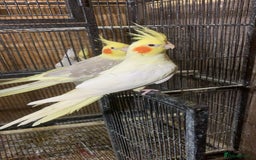 Cockatiels birds for sale: Beautiful female cockatiels  - Image 1