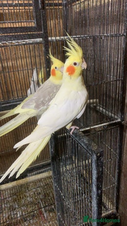 Cockatiels birds - Advert 14