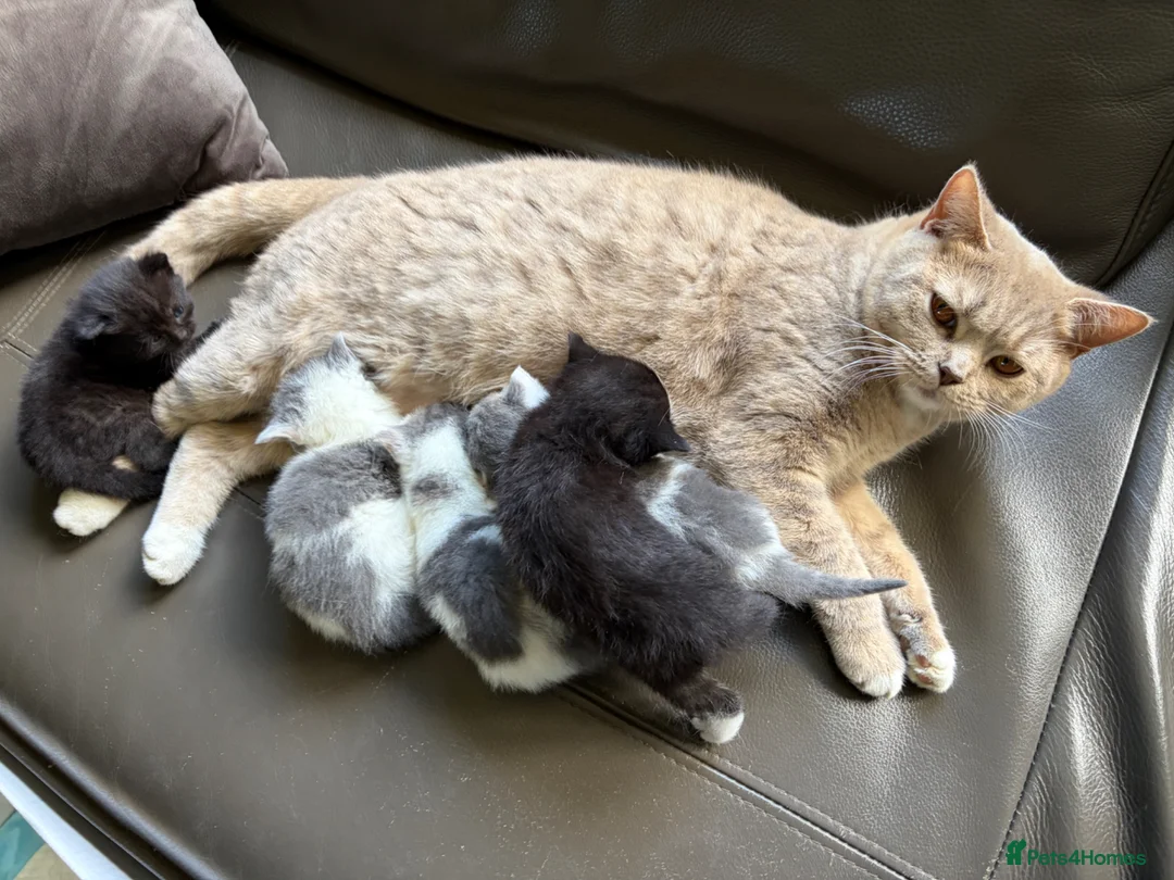 British Shorthair cats for sale: British shorthair cross kittens  - Advert 8