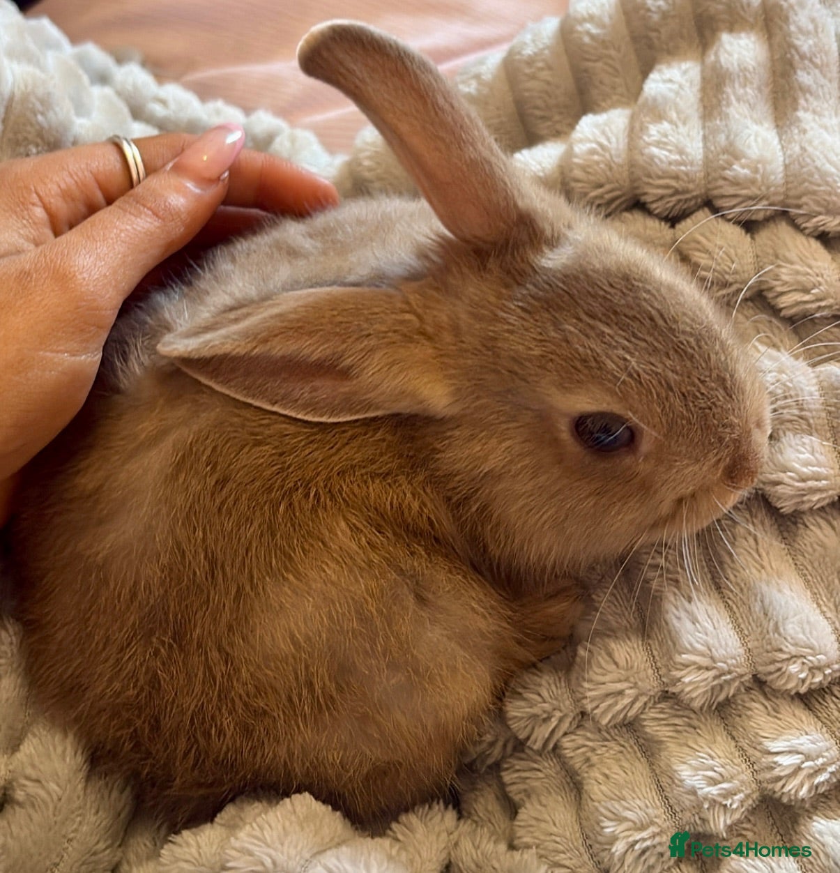 Netherland Dwarf rabbits Male Netherland dwarf/ female dwarf lop - Advert 2